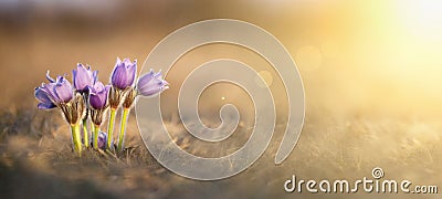 Beautiful Easter flowers banner Stock Photo