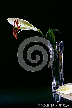 Beautiful easter lilly flower Stock Photo