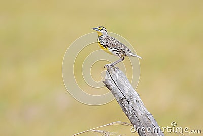 Beautiful Eastern Meadowlark (Sturnella magna) perched on fence post Stock Photo