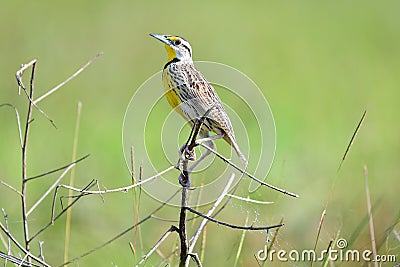 Eastern meadowlark Sturnella magna Stock Photo