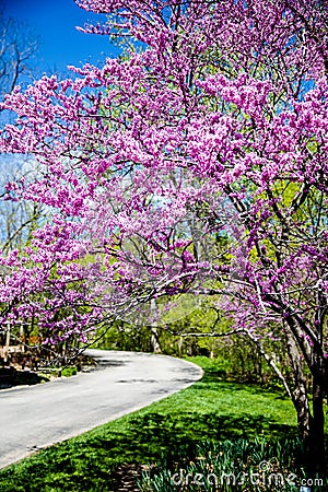 Beautiful; eastern redbud tree and plath Stock Photo