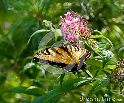 Beautiful Eastern Tiger Swallowtail butterfly (Papilio glaucus) Stock Photo