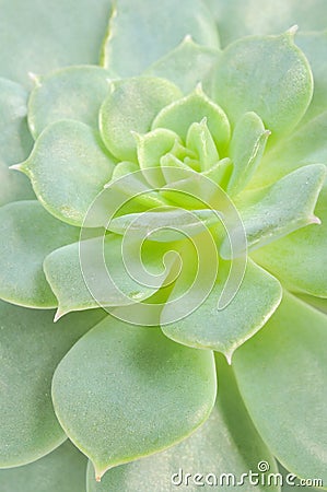 Beautiful Echeveria Elegans Plant Stock Photo