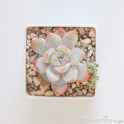 Beautiful Echeveria Elegans Potosina succulent houseplants on white, top view Stock Photo