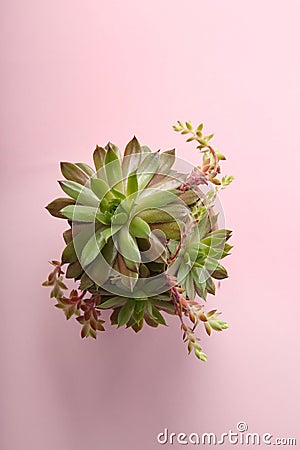 Beautiful echeveria on pink background. Succulent plant Stock Photo