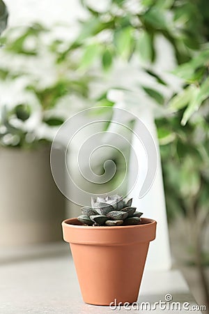 Beautiful Echeveria plant on white table. Space for text Stock Photo