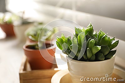 Beautiful echeveria on windowsill, closeup. Succulent plant Stock Photo