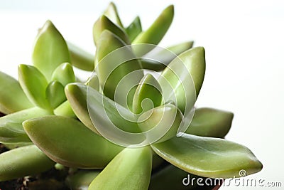 Beautiful echeverias on white background. Succulent plants Stock Photo