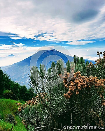 Beautiful edelweiss flower on the mountain Stock Photo