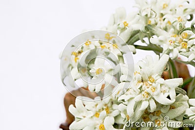 Beautiful edelweiss flowers isolated on white Stock Photo