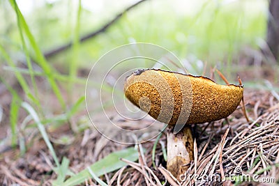 Beautiful edible brown fungus boletus Leccinum scabrum mushroom in the moss Stock Photo