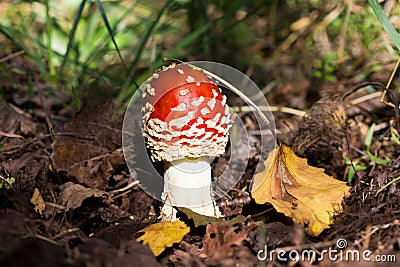 Beautiful edible mushroom. Stock Photo