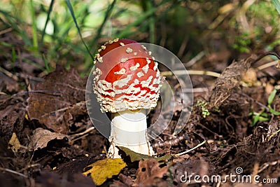 Beautiful edible mushroom. Stock Photo