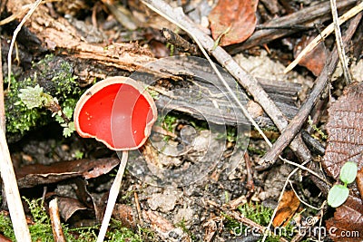 beautiful edible raw mushroom outside forage free food Stock Photo