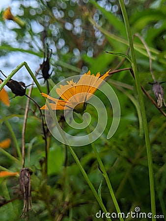 Beautiful eight-petalled flower of sri lanka Stock Photo