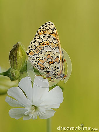 Beautiful and elegant butterfly Melitaea cinxia on flower awaits dawn Stock Photo