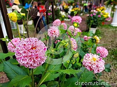 Beautiful and elegant pink dahlias. Stock Photo