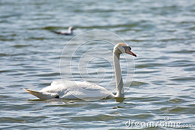Beautiful and elegante mute swan Stock Photo
