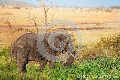 Beautiful elephant grazing at Kenyan savannah Stock Photo