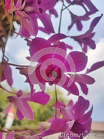 beautiful and enchanting longan orchid plants Stock Photo