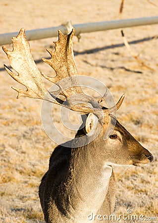 Beautiful Engaged Wildlife Young Male Buck Deer Antlers Horns Stock Photo