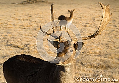 Beautiful Engaged Wildlife Young Male Buck Elk Antlers Horns Stock Photo