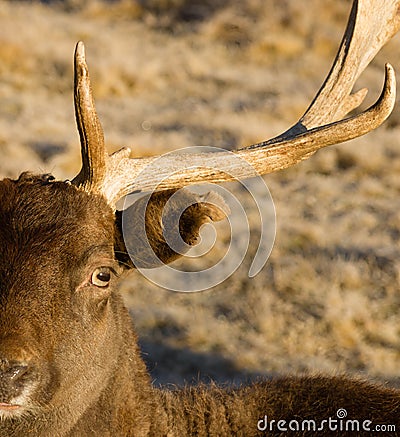 Beautiful Engaged Wildlife Young Male Buck Elk Looking at Camera Stock Photo