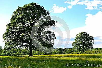 beautiful english countryside in summer Stock Photo