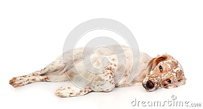 Beautiful English setter with brown spots Stock Photo