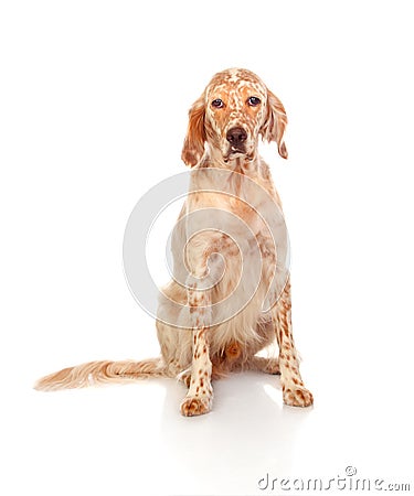 Beautiful English setter with brown spots Stock Photo
