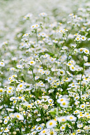 Beautiful erigeron annuus Stock Photo