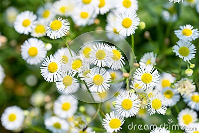 Beautiful erigeron annuus closeup Stock Photo