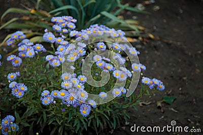 Beautiful erigeron flowers in flowerbed. Springtime blossom, gardening concept Stock Photo