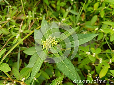 Beautiful Euphorbia heterophylla or fireplant in the garden Stock Photo