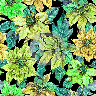 Beautiful euphorbia pulcherrima flower on black background. Seamless pattern. Fabric, wallpaper, bed linen wrapping paper design. Cartoon Illustration