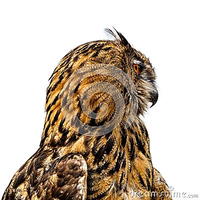 Beautiful eurasian eagle owl portrait Stock Photo