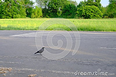 beautiful European black crow, Corvus corone jumps on asphalt, looking for material to build nest, concept of nesting and breeding Stock Photo