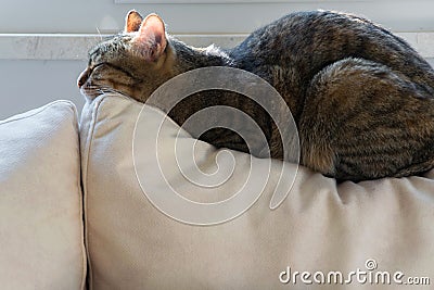 Beautiful european cat sleeping on a cozy sofa pillow. Comfortable custom furniture Stock Photo