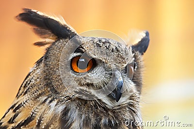 A beautiful European Eagle Owl Stock Photo