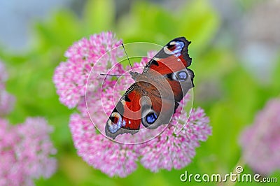 beautiful european peacock butterfly on sedum telephium Stock Photo