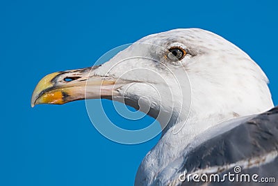 Beautiful European Seagull Portrait Stock Photo