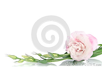 Beautiful eustoma flowers with leaves and buds Stock Photo