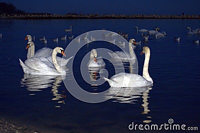 Beautiful swans evening bay Stock Photo