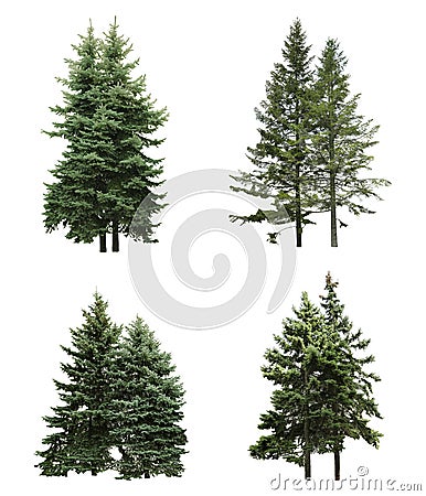 Beautiful evergreen fir trees on white background, collage Stock Photo