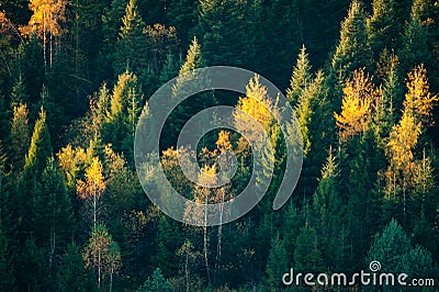 Beautiful evergreen forest with fir trees Stock Photo