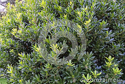 Beautiful evergreen leaves of Strawberry tree Arbutus unedo, family Ericaceae Stock Photo