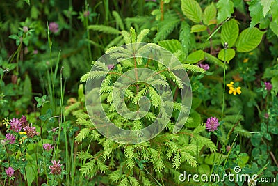 Beautiful evergreen young spruce tree with light green shoots with grass and field flowers. Eco environment. Stock Photo