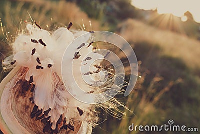 Beautiful and evocative autumnal plant with faded tones that inspire nostalgia Stock Photo