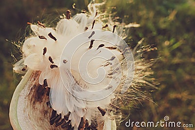 Beautiful and evocative autumnal plant with faded tones that inspire nostalgia Stock Photo