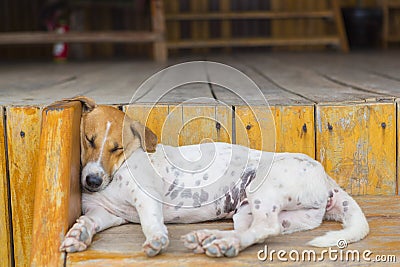 Beautiful exhausted dog sleeping on wooden stair in Cambodia Stock Photo